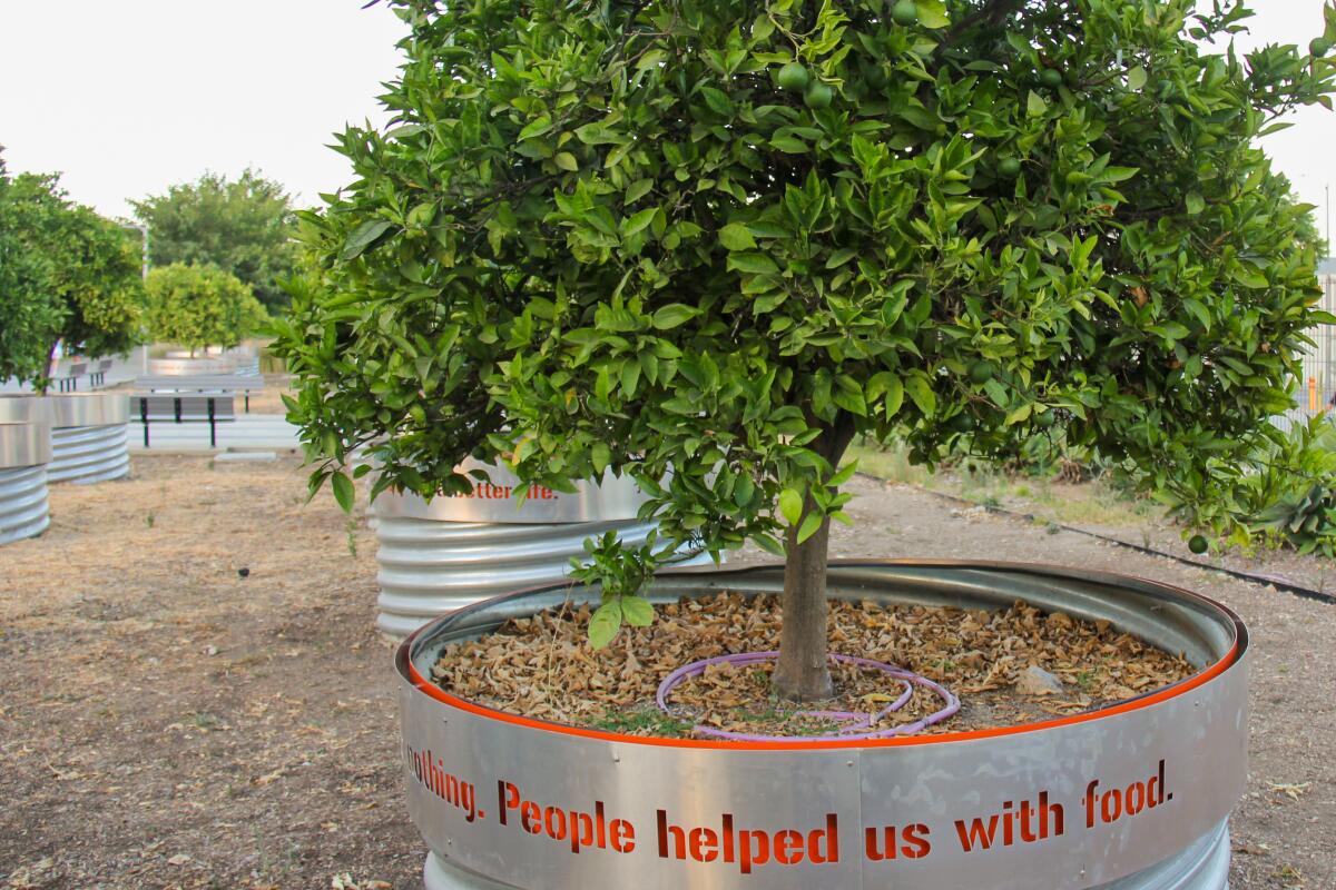 An orange tree grows in a planter engraved with the words: People helped us with food.