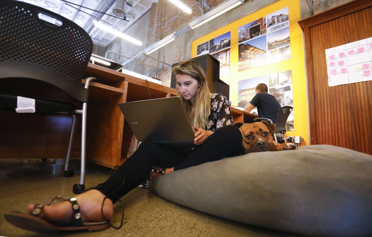 Ariel Kunkel, product manager at CourseKey, works while sitting on a bean bag chair next to Marlo, a boxer pitbull mix, at the company offices.