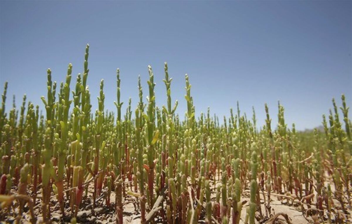 Salicornia plants grow on a research plot in the northern Mexican state of Sonora. Scientists are investigating the plant's potential as a biofuel.
