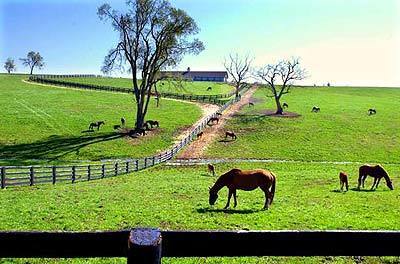 Horses graze at a farm in Woodford County, near the Woodford Reserve distillery in Versailles, Ky.