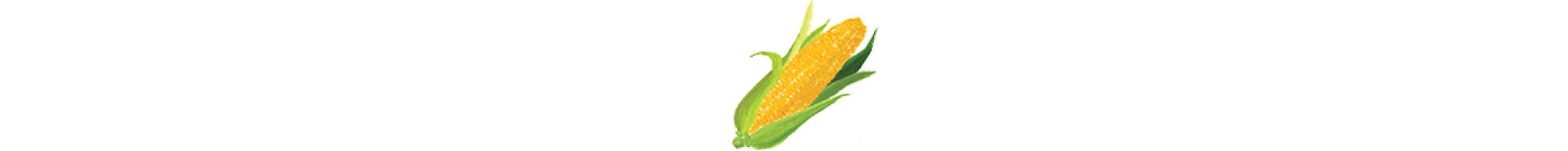 An illustration of corn