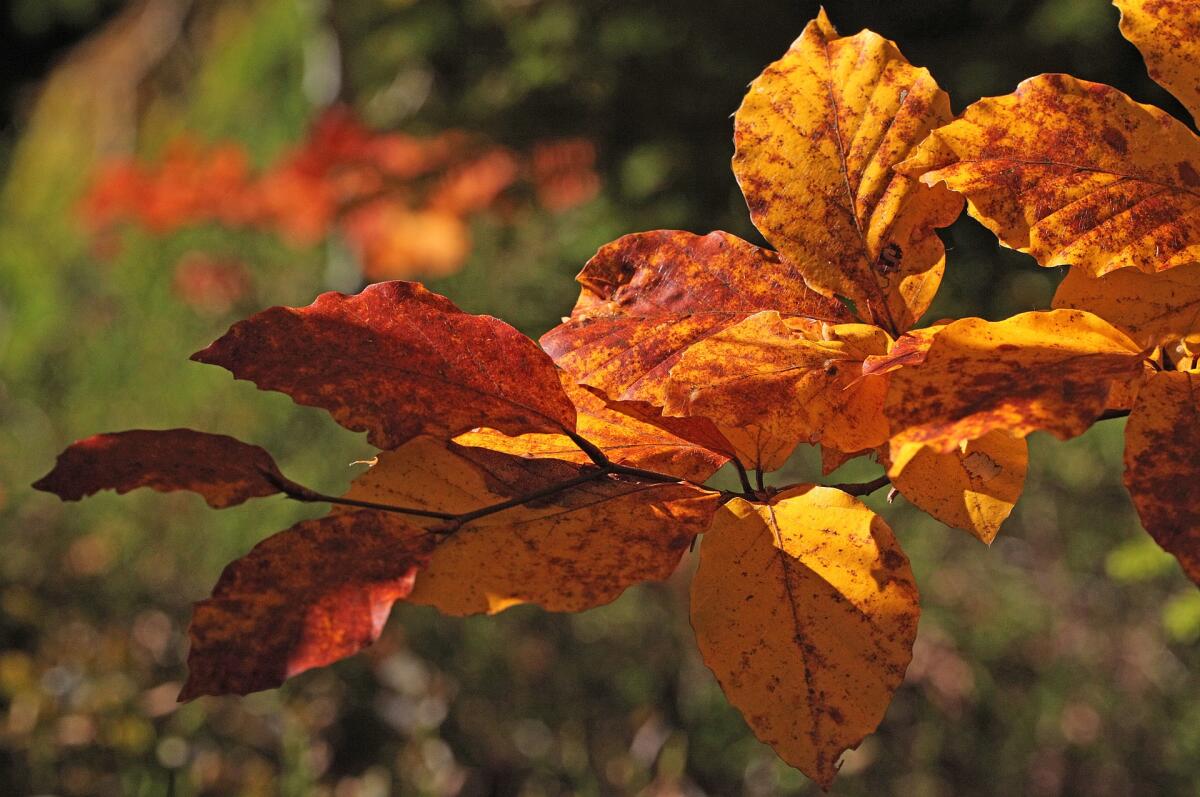 Fall leaves