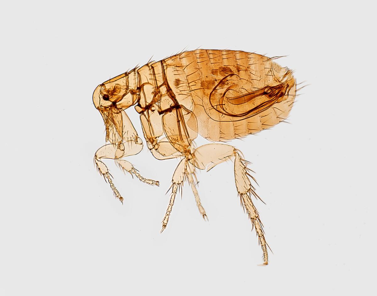 A flea depicted in a digitally colorized scanning electron microscopic image.