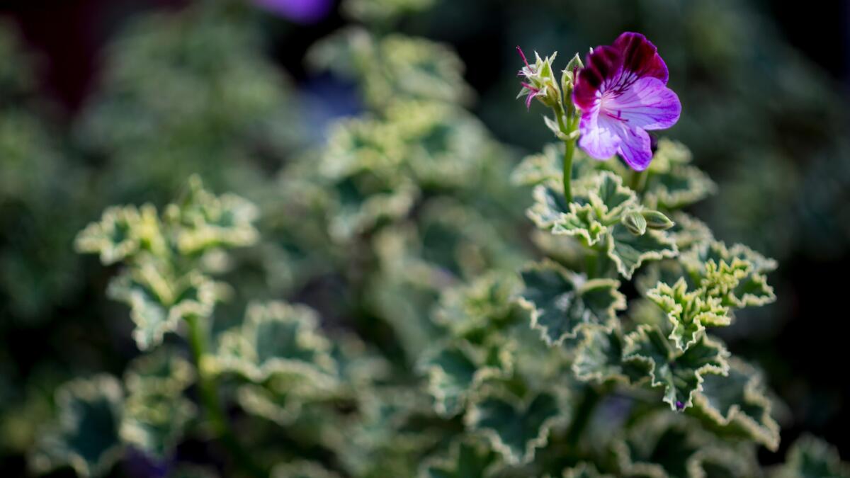 Pelargonium's boasts borh beautiful leaves and flowers.