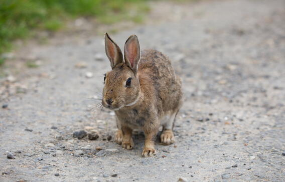 Copper Variety Rabbit The Most Popular Variety of Rabbit Breeds You Can Own as a Pet in the U ...