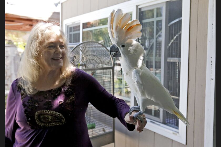 The Lily Sanctuary parrot tescue's Venette Hill holds Huey, a hybrid cascade/umbrella cockatoo, at the sanctuary in Fountain Valley on Sept. 23, 2017.