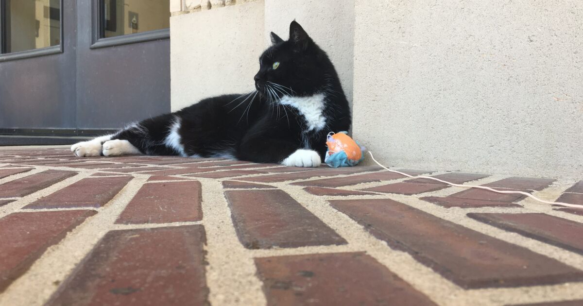 UCLA’s ‘informal mascot’ Powell Cat has died. Some are calling for a memorial statue
