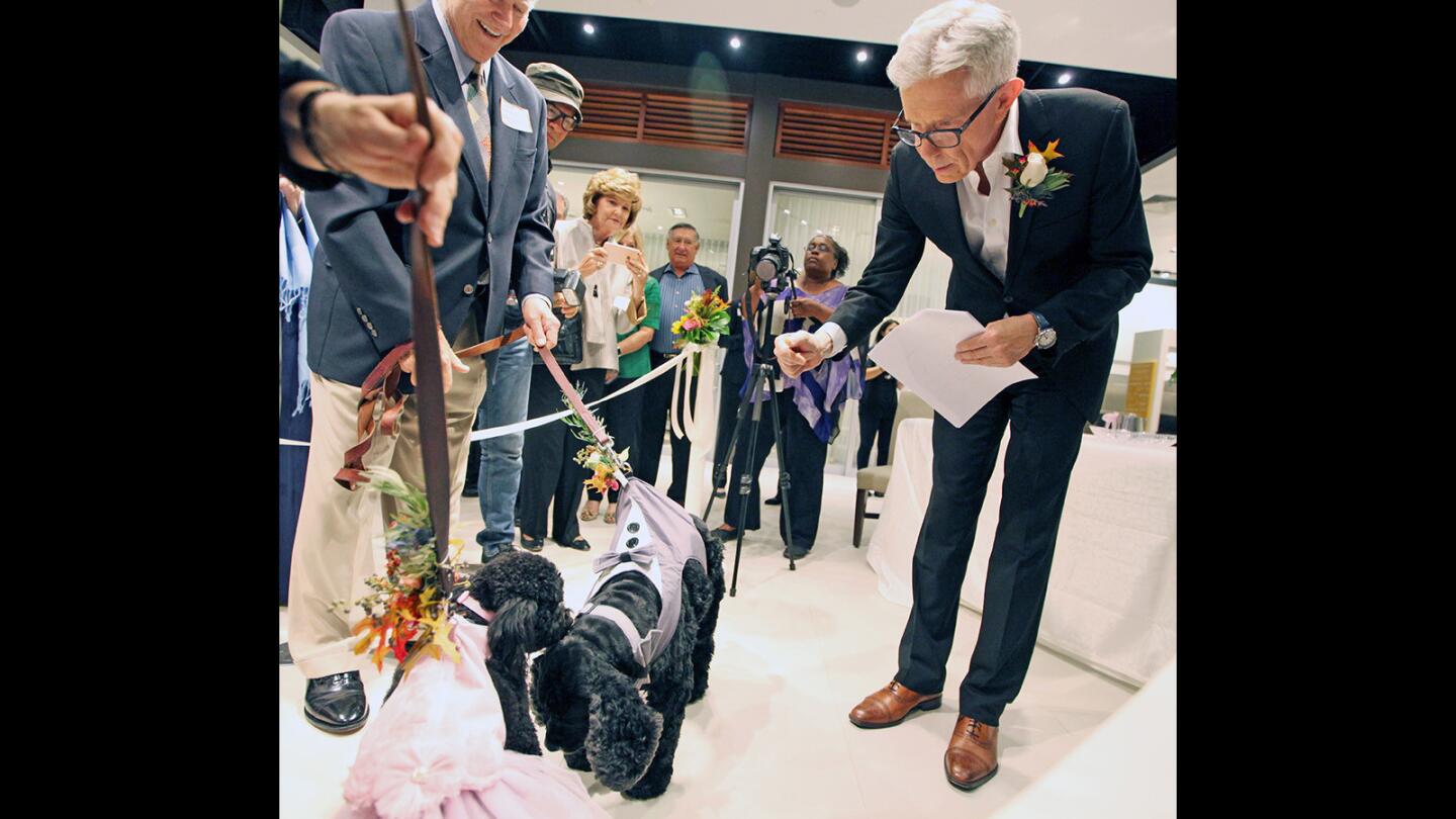 Photo Gallery: Molly and Martin nuptials for the Glendale Humane Society