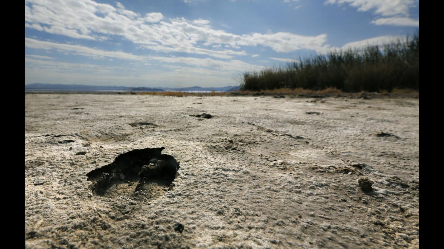 Hoof prints at Soda Lake