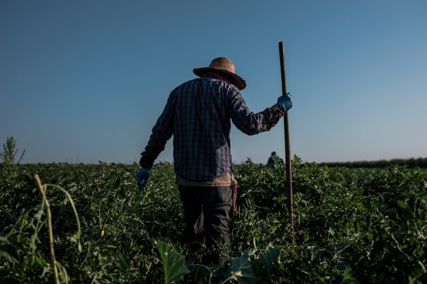 Farmworkers weed a tomato field in the San Joaquin Valley.