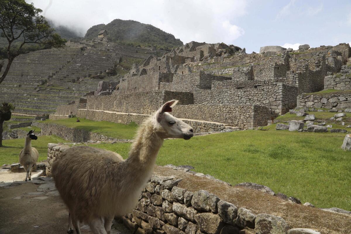 Llamas caminan dentro del sitio arqueológico vacío de Machu Picchu, sin turistas