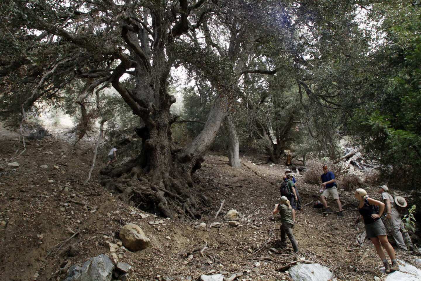 The largest oak