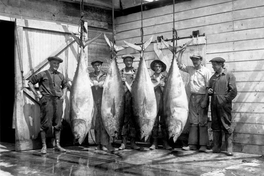 View of six men posed with large tuna hanging from scaffold in about 1920s. (ONE TIME USE)
