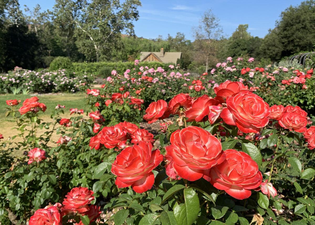 Pink and coral-colored rose bushes bursting with blooms fill a large garden.