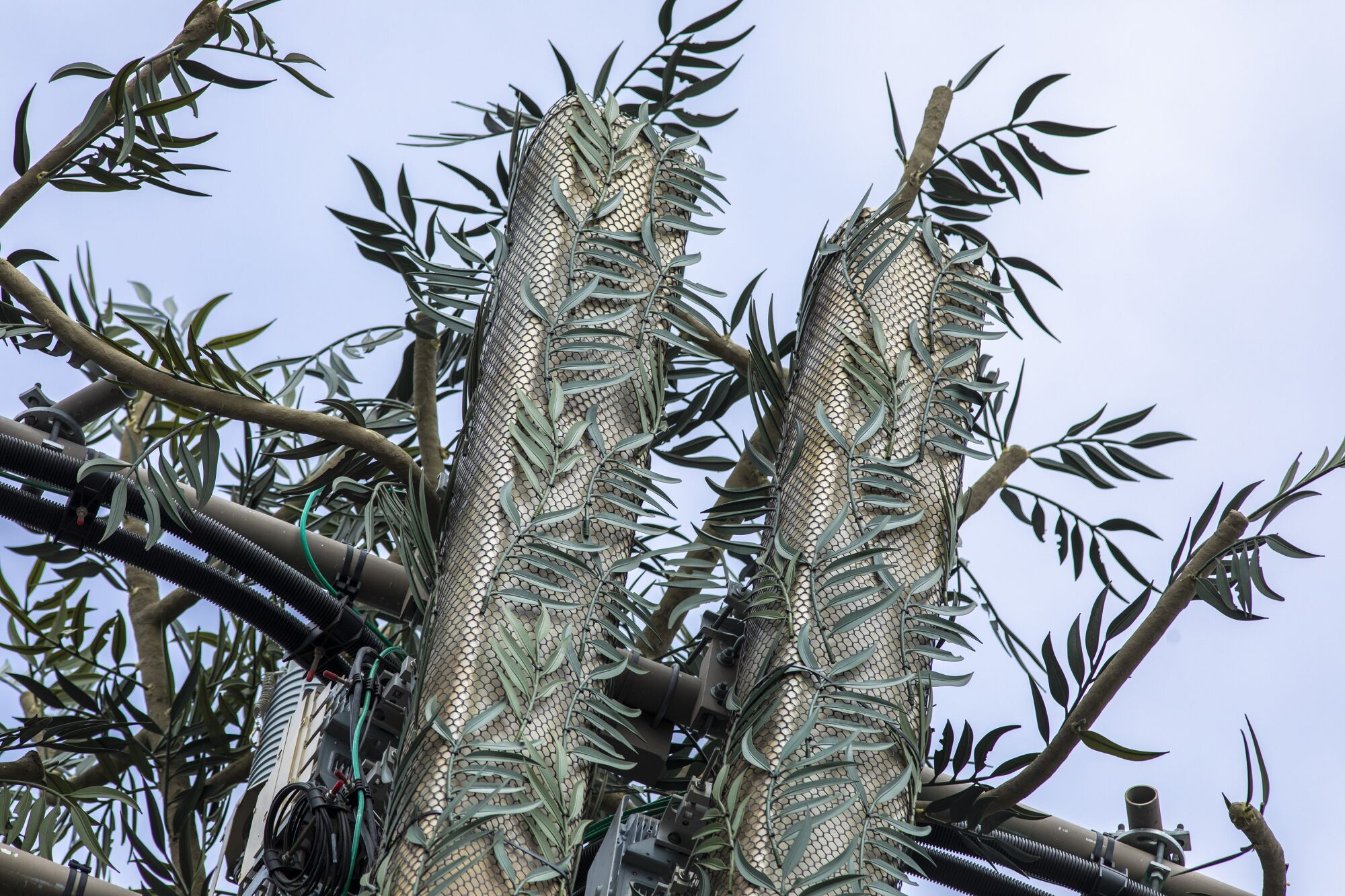 A detailed image of eucalyptus leaves on a cell tower. 