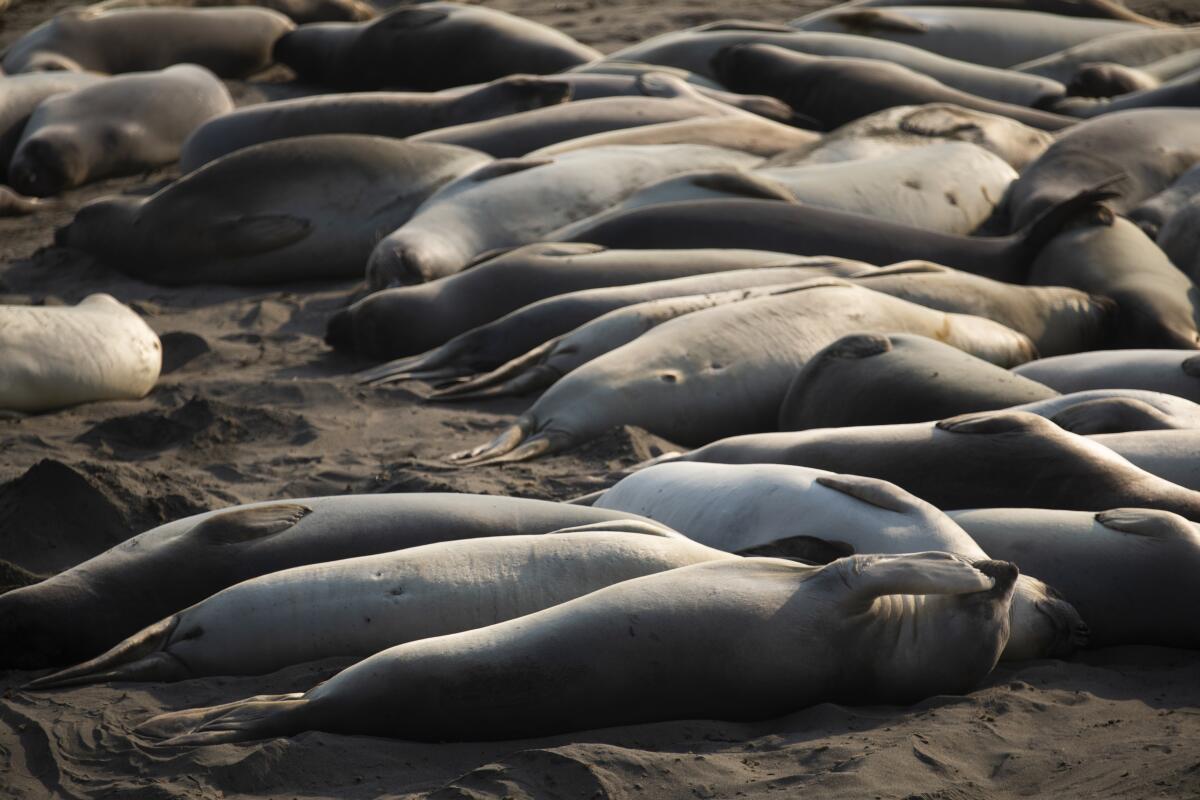 Elephant seals rest onshore 