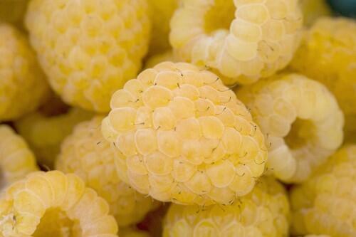 Anne yellow raspberries grown by Pudwill Berry Farms in Nipomo, Calif., and sold at the Beverly Hills farmes market.
