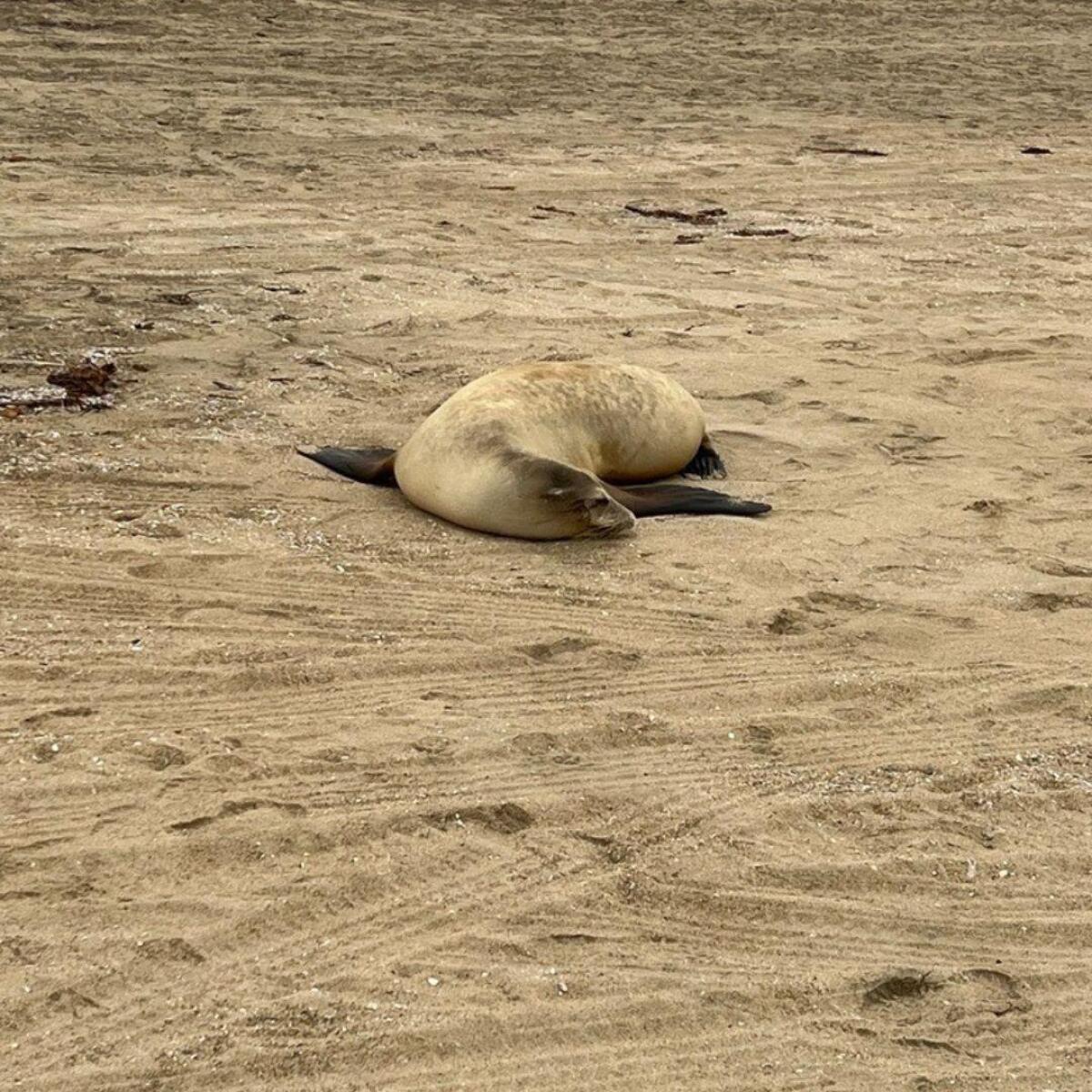 A sea lion poisoned by domoic acid, a byproduct of algae blooms.