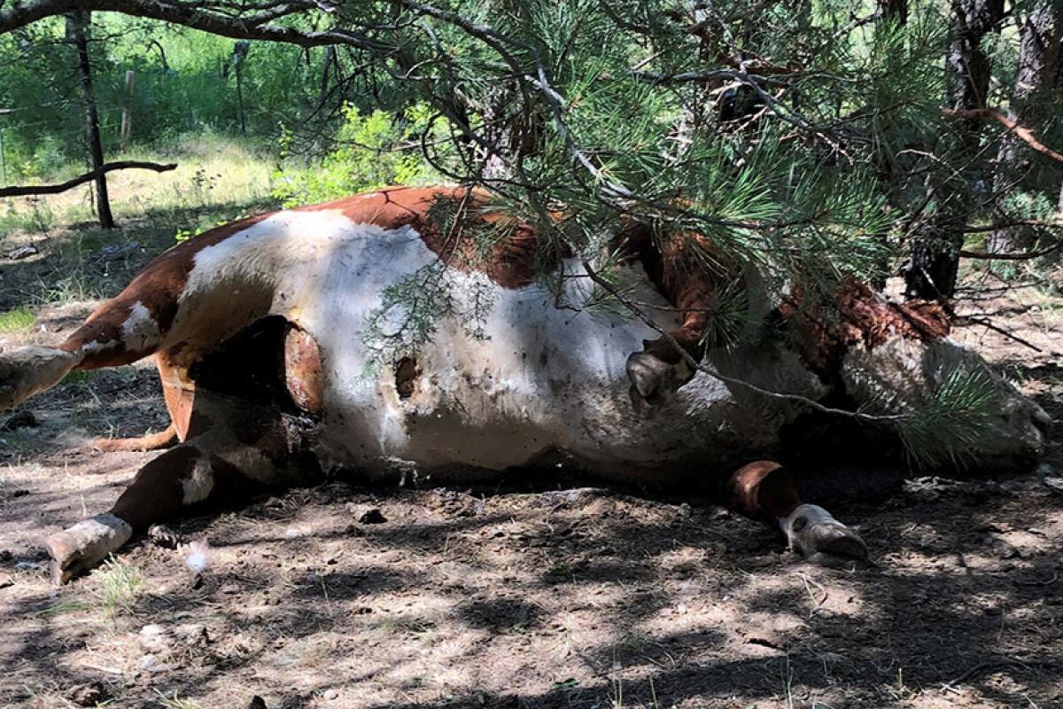Hereford bull's remains in Burns, Ore.
