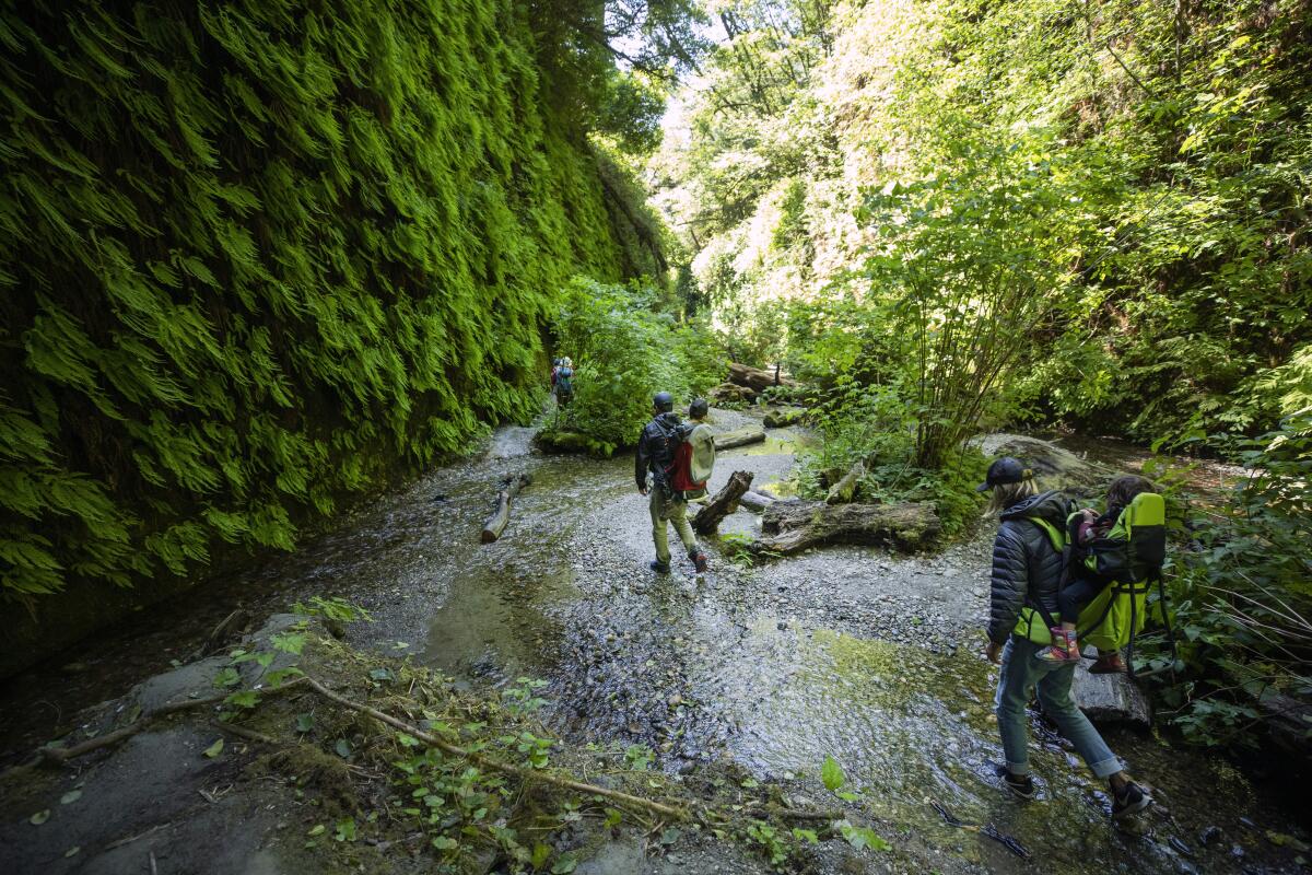 A person walks on a wet road between tall canyon walls covered in ferns 