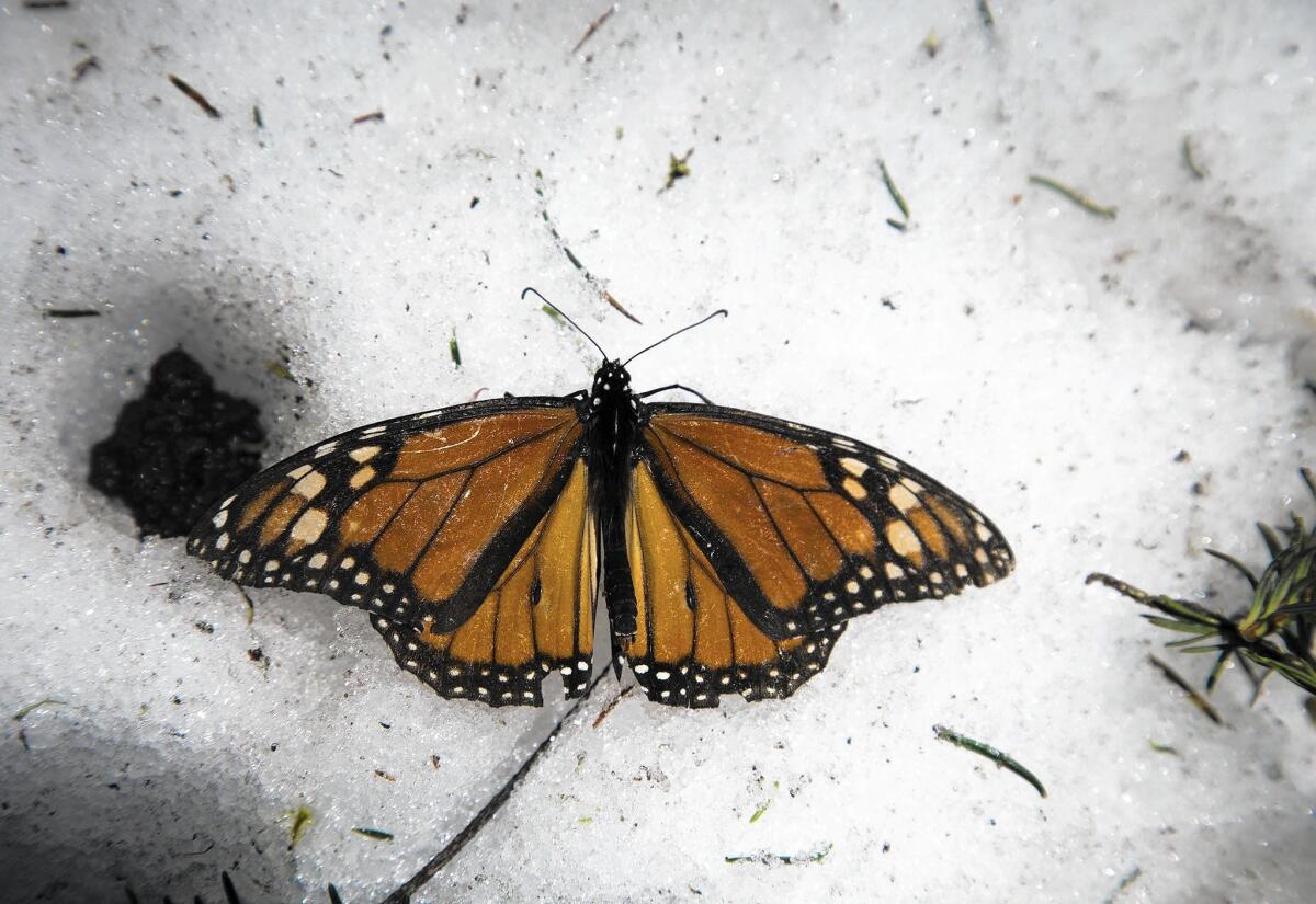 A monarch in Ocampo in the Mexican state of Michoacan. Some butterflies died in heavy frost this month, but the overall population seems to have survived.