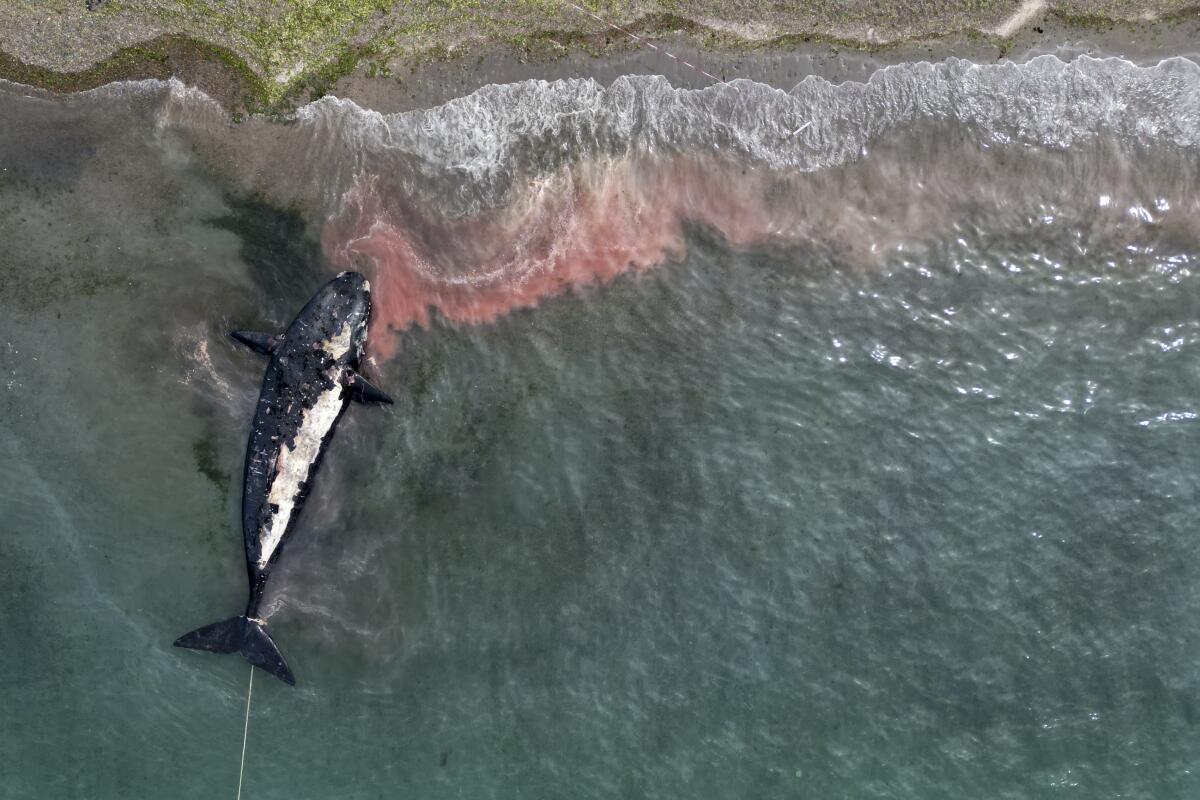 Una ballena muerta es remolcada lejos de la costa cerca de Puerto Madryn, Argentina, 