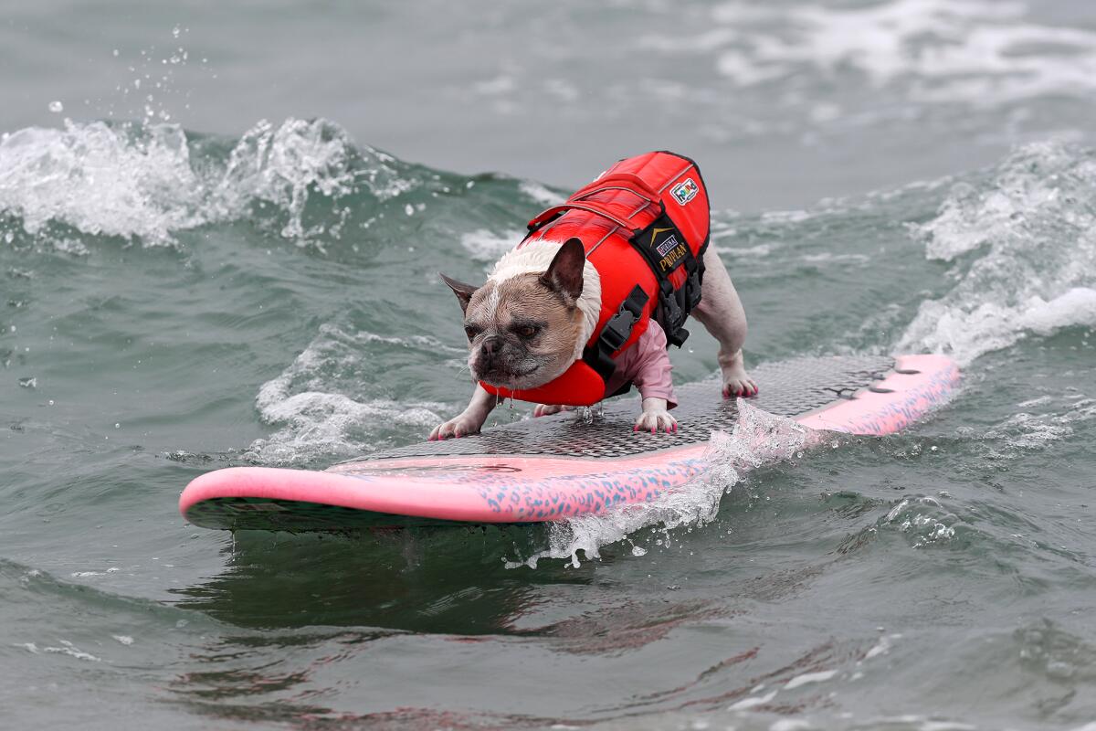 Cherie, a French bulldog from Newport Beach, catches a wave.