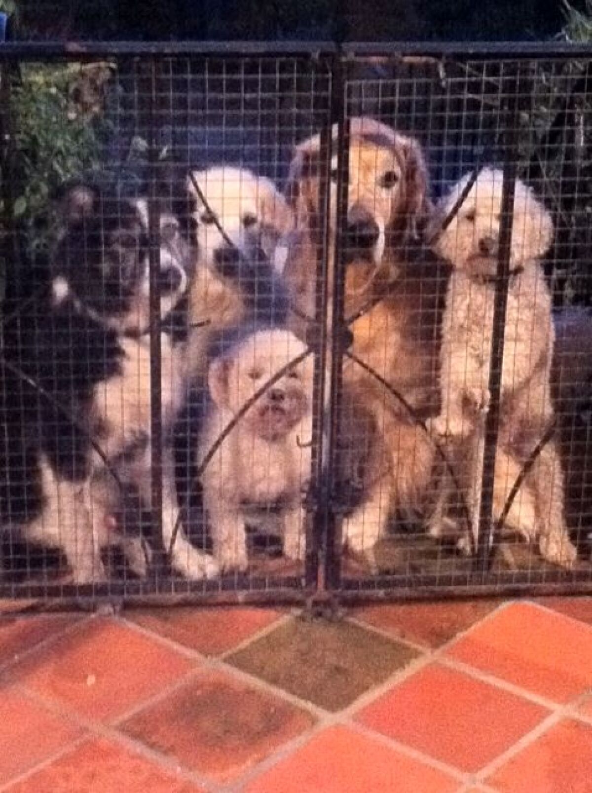 Rachel Fuller and Pete Townshend's original pack of dogs.