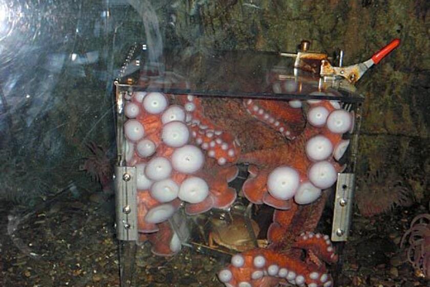 In this photo provided by the New England Aquarium, Truman the octopus is seen squeezed inside an acrylic cube at the New England Aquarium in Boston, Thursday, March 5, 2009. Truman squeezed his flexible frame into the acrylic box while trying to snag a tasty lunch of crabs. He spent about 30 minutes in the box before slithering out, delighting staff and guests who witnessed the spectacle.
