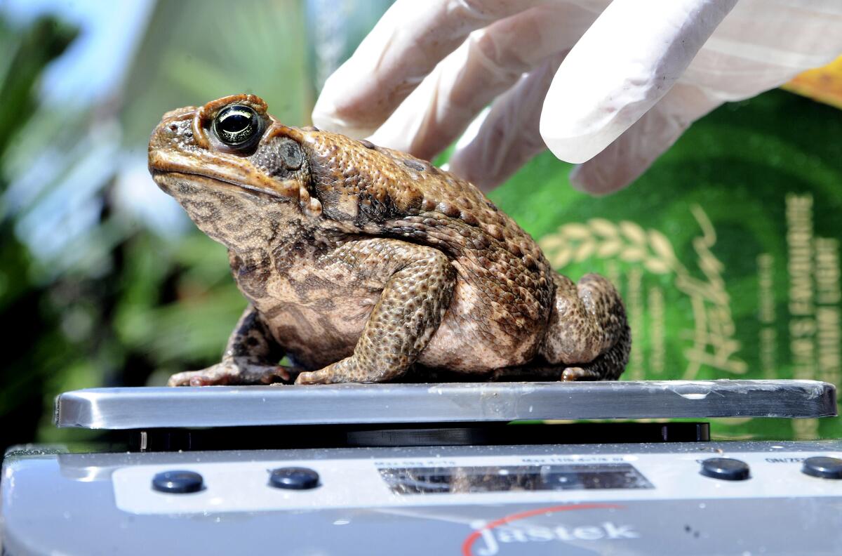 A cane toad being weighed on a scale