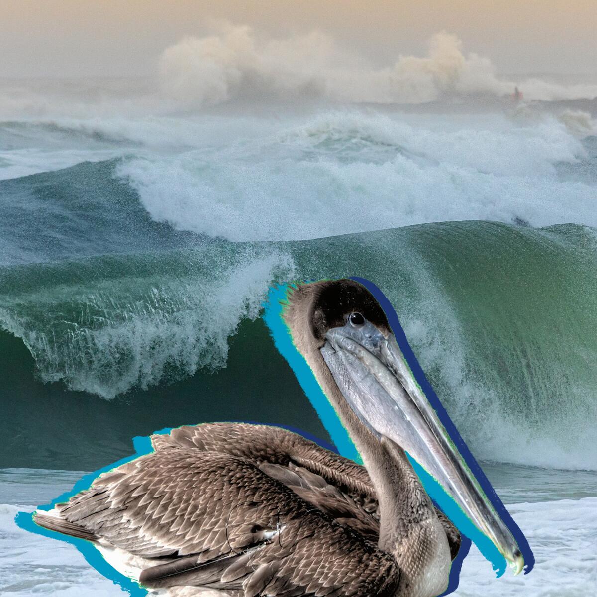 Photo illustration of a pelican in front of a crashing ocean wave.