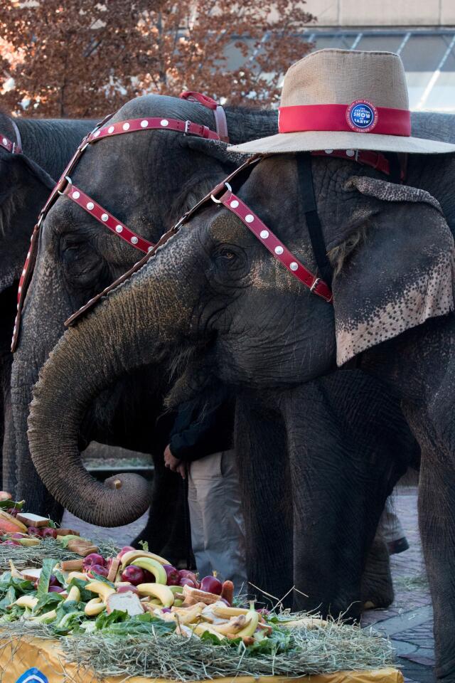 Circus elephants enjoy their meal during Ringling Bros. "Elephant Brunch" at Birmingham-Jefferson Civic Center on January 21, 2015 in Birmingham, Alabama.