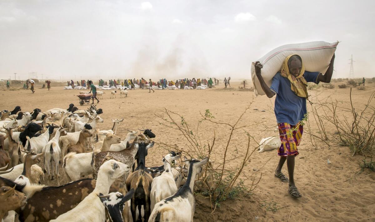 A man carries donated animal feed in Ethiopia, near the border with Somalia. The severe drought in Ethiopia has made headline news. But it has also scorched Somaliland and Puntland, semiautonomous regions in Somalia's northeast.