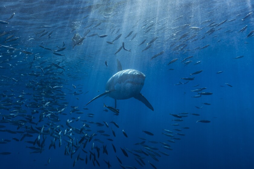 A white shark swimming through a school of mackerel in the Pacific Ocean.