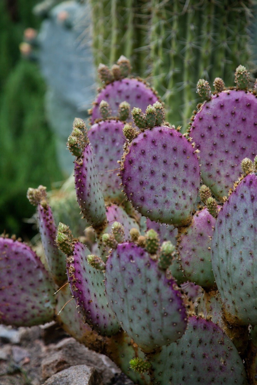 Santa Rita Purple Prickly Pear Cactus 