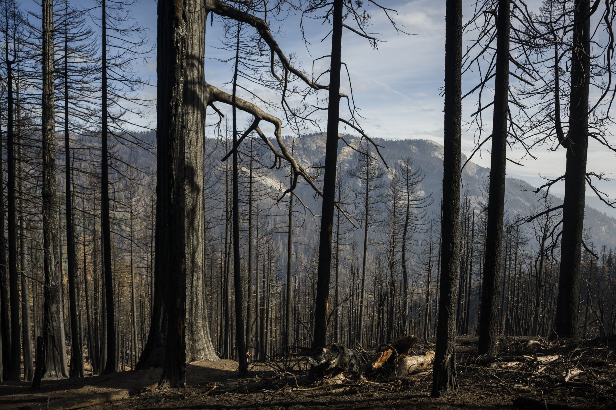 A stand of burned sequoia trees.