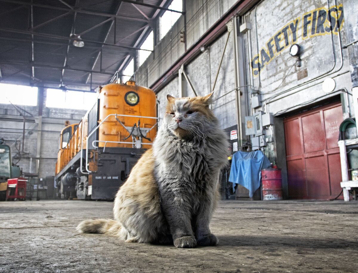 An orange and white cat that lives in a locomotive shop in Nevada.