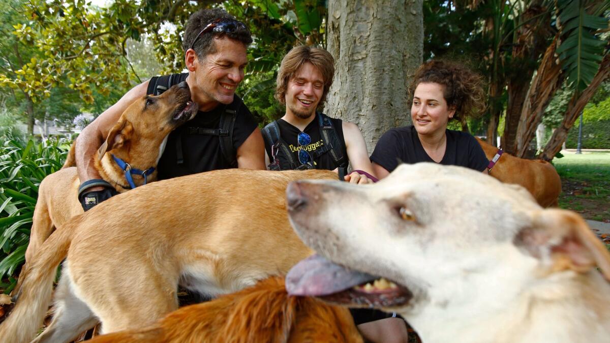 LOS ANGELES, CA-Aug. 2, 2017: Bob Wilcox and some of the dogs he runs in Holmby Park. (Photo By Claire Hannah Collins / Los Angeles Times)