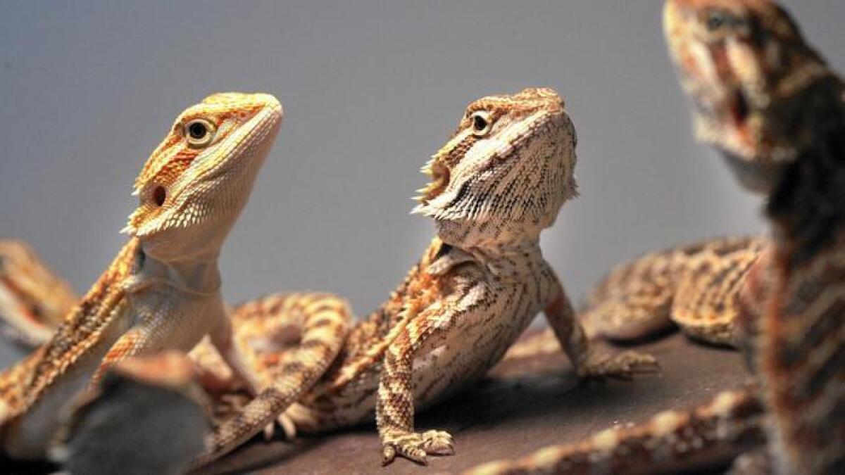 El cuidar de las lagartijas conocidas como 'dragón barbudo' requiere de conocimiento especializado.