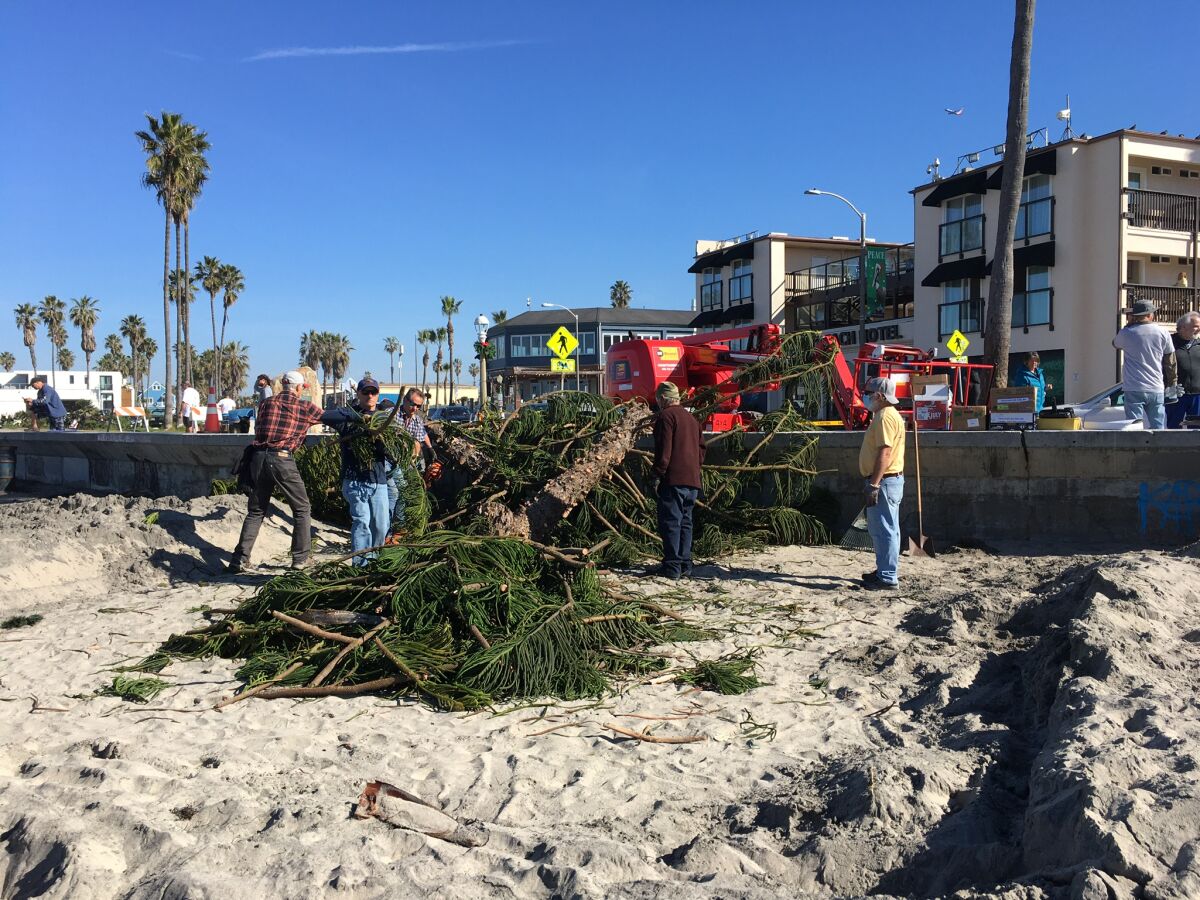 Volunteers disassemble the 2021 Ocean Beach holiday tree for repurposing by wood artisans.
