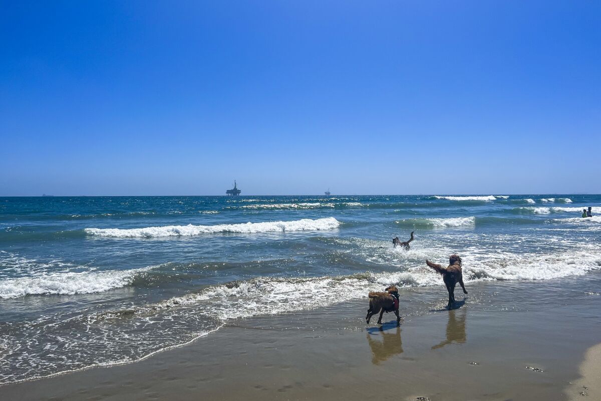 Three dogs playing in the water at Huntington Dog beach.