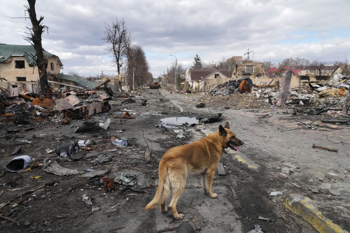 Dog wandering among destroyed houses and Russian military vehicles.