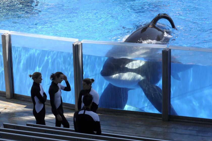 Orca whale Tilikum, right, is seen at SeaWorld Orlando in 2011.