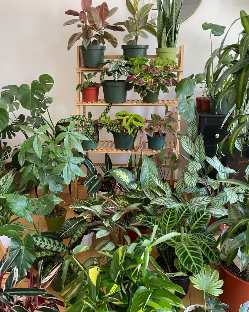 Vertical photo of a room full of lush green plants 