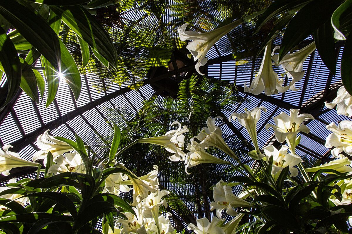 Light sparkles in amazing ways through the ornate roof structure of the Botanical Building at Balboa Park. (Eduardo Contreras/Union-Tribune)