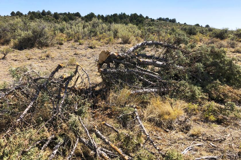 FILE - In this Aug. 15, 2019, file photo, is a juniper tree cut down as part of a giant project to remove junipers encroaching on sagebrush habitat needed by imperiled sage grouse in southwestern Idaho. Conservation groups are blasting a Trump administration decision streamlining environmental reviews of timber salvage projects and cutting down pinyon-juniper woodlands on millions of acres in the U.S. West. WildEarth Guardians, Western Watersheds Project and seven other groups say the rules approved Thursday, Dec. 10, 2020, fast-track projects to benefit logging, grazing and mining while eliminating public comments. (AP Photo/Keith Ridler, File)