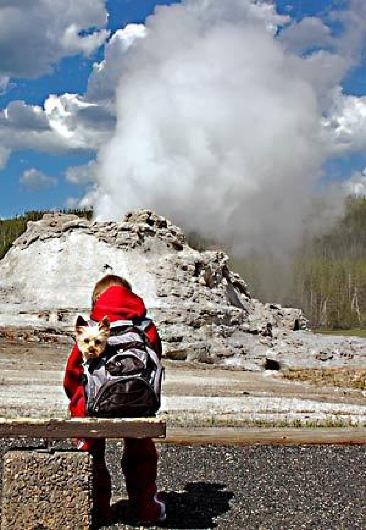 A boy and his dog admire Castle Geyser, near Old Faithful in Yellowstone National Park.