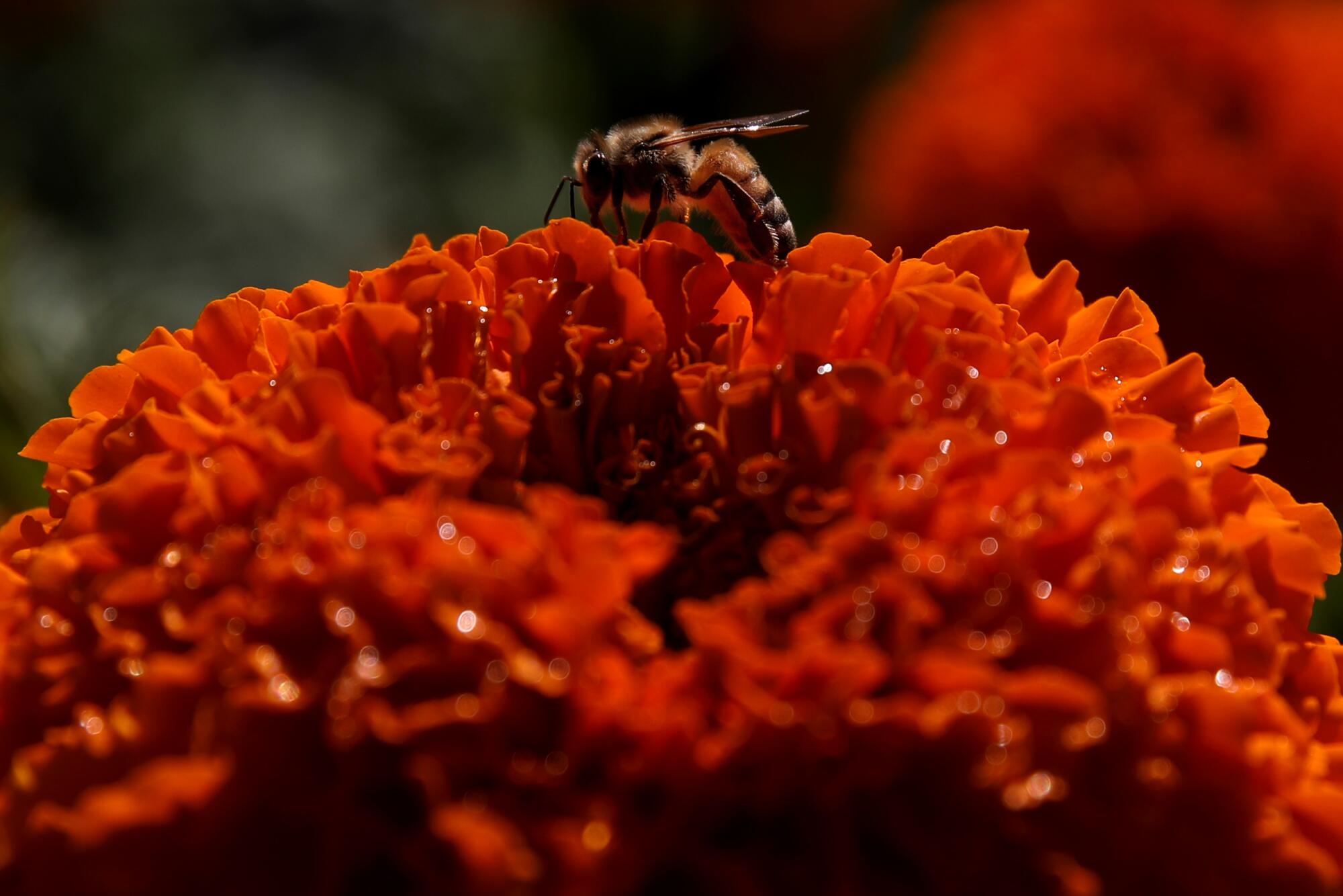 A bee sits on a marigold.