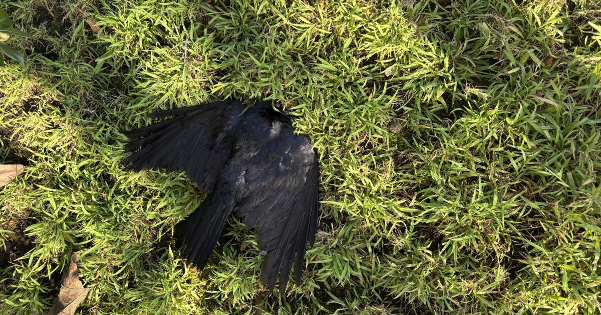 'Beyond creepy': Someone in Westchester is killing dozens of crows, neighbors say