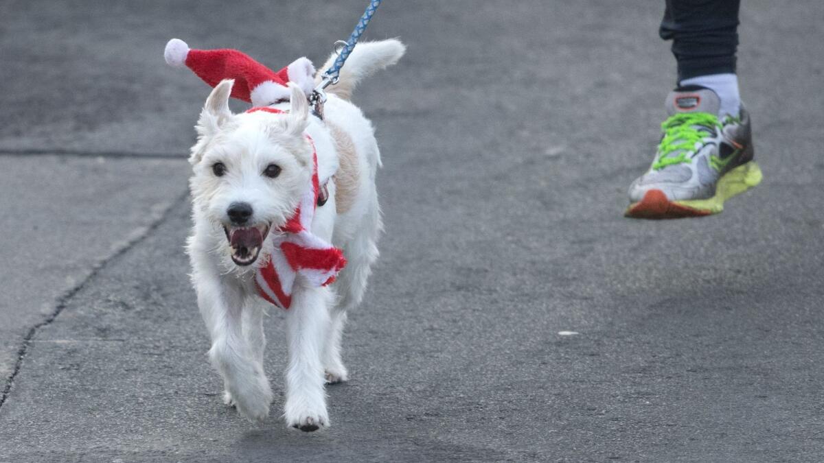 To keep your dog in a good mood at Christmas, be sure to keep her away from the chocolate.